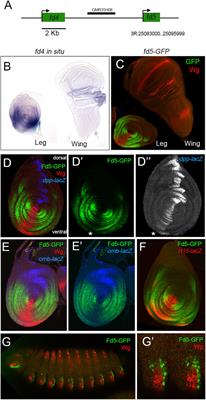 Role of the Forkhead Transcription Factors Fd4 and Fd5 During Drosophila Leg Development